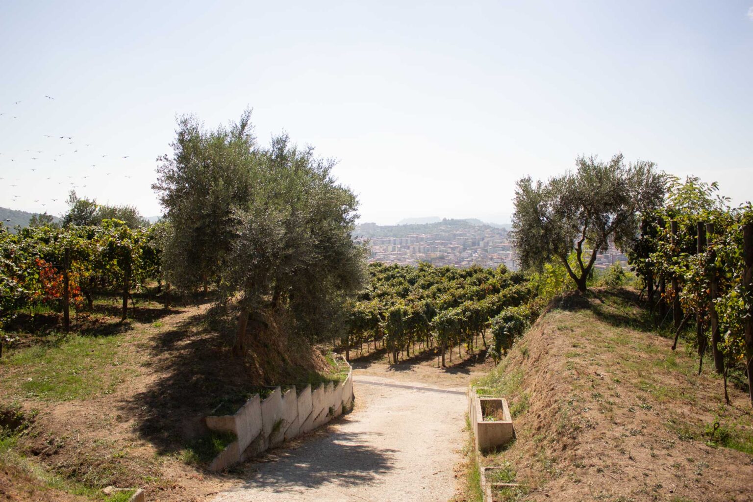 Esperienze Cantine Astroni Vini Dei Campi Flegrei