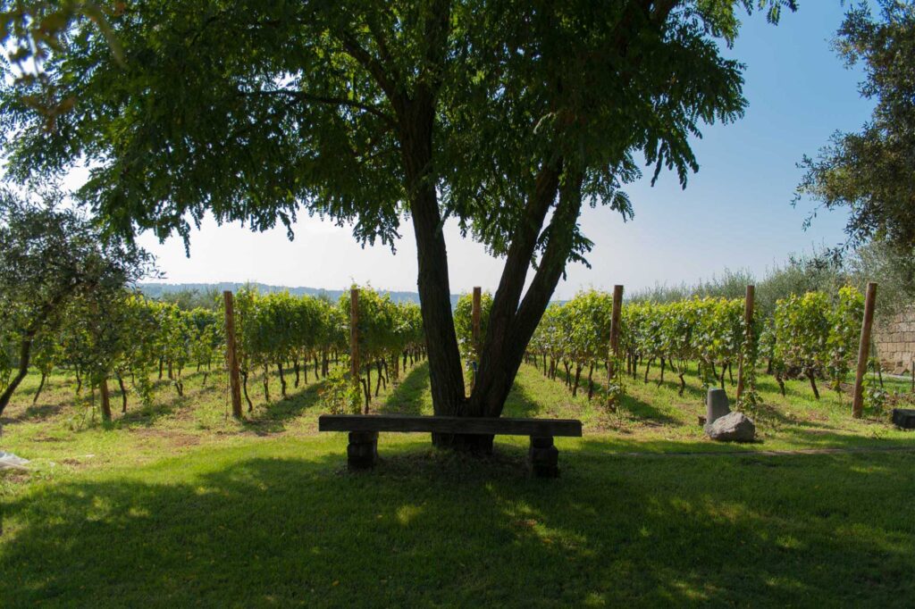 Vigneto falanghina - Vigna Astroni