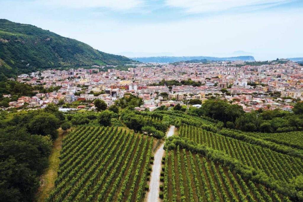 Vigneto vista Napoli - Tenuta Camaldoli